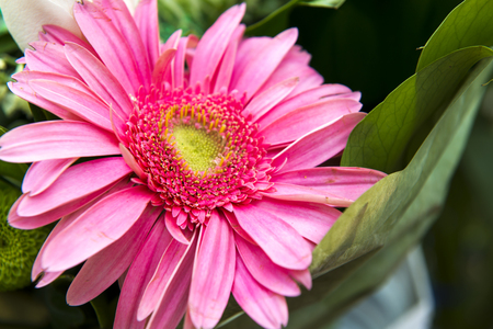 Image of full color flowersの写真素材