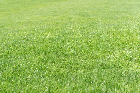 Green lawn for backgroundの写真素材