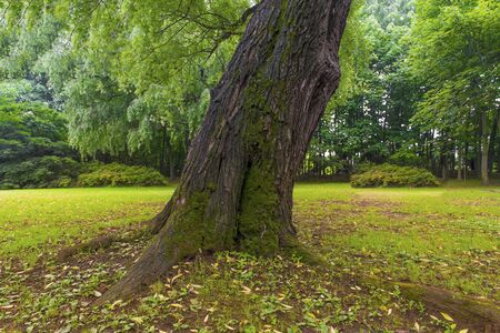 Green forest landscape of trees covered with mossの写真素材