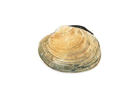 Shell isolated on white background