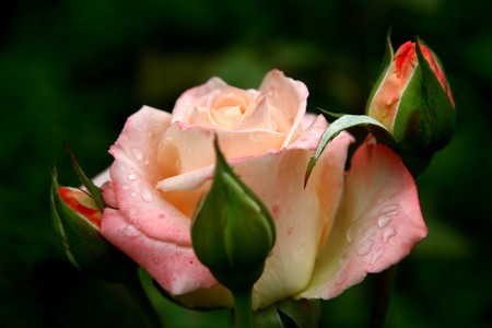 A blossoming flower with new buds growing beside it. の写真素材