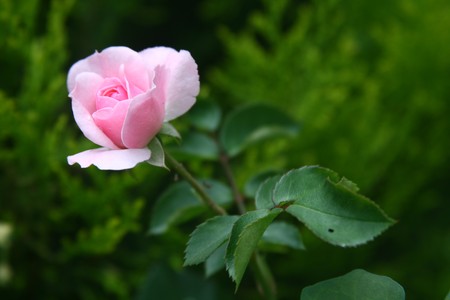 A beuatiful blossoming flower with deep green stem and petals. の写真素材