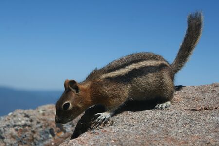 A ground squirrel found on a hike in Utah.  の写真素材