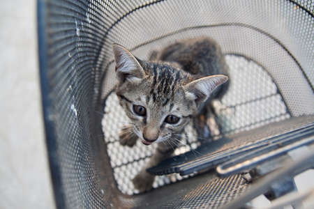 A pussycat standing in the basket.の写真素材