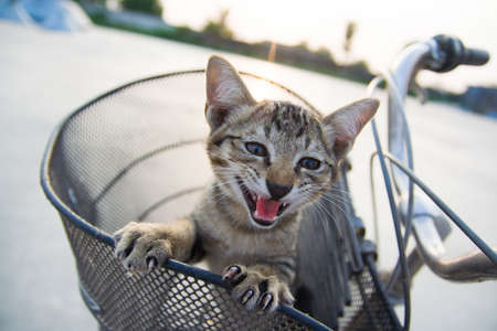 A pussycat standing in the basket.の写真素材