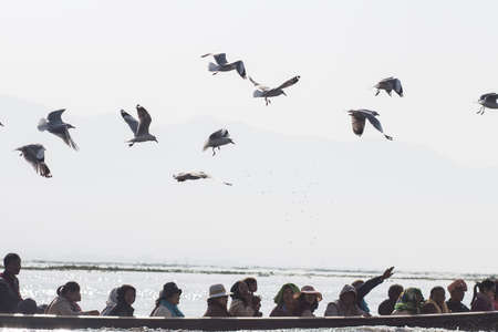 The bird fly over the boat of travelers. Inle Lake at sunrise, Inle, Shan State, Myanmarのeditorial素材