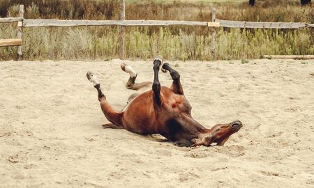Bay horse lying in the sand and dustの写真素材