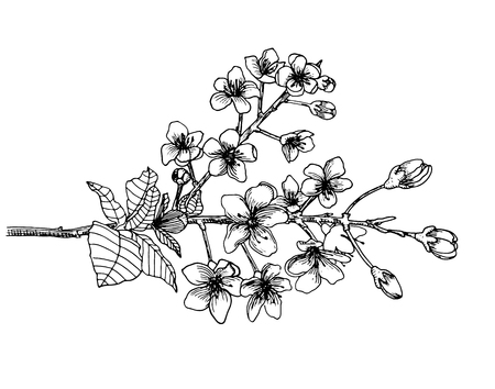 Branch of sakura. Hand drawn. Line.のイラスト素材