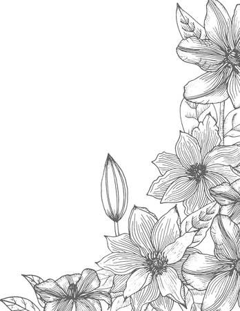 Clematis. Hand drawn.のイラスト素材