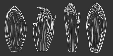 Sketch chicory, half chicory isolated, line art, doodle. For recipe, menu. White line on the black background.のイラスト素材