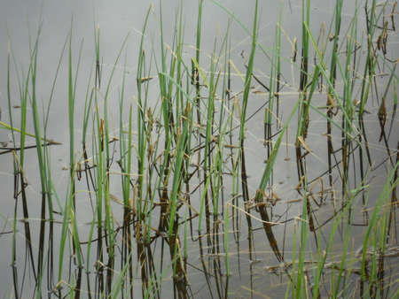 blades of grass in a lake