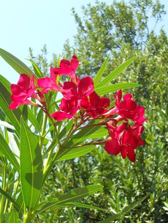 Oleander red flowerの写真素材