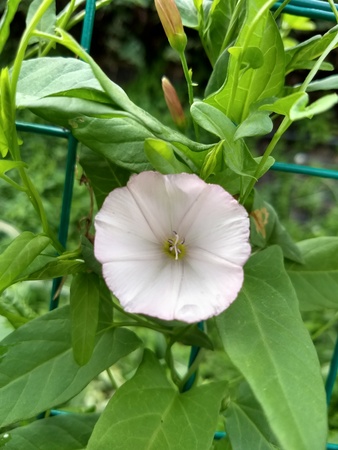 Pink campanula