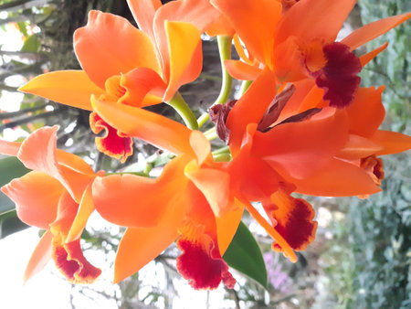 Orange Cattleya orchids in a botanical gardenの写真素材