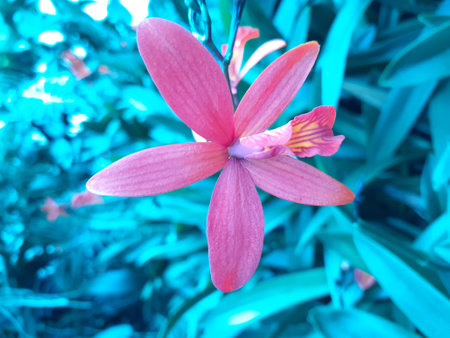 Pink Cattleya orchid flower in the garden