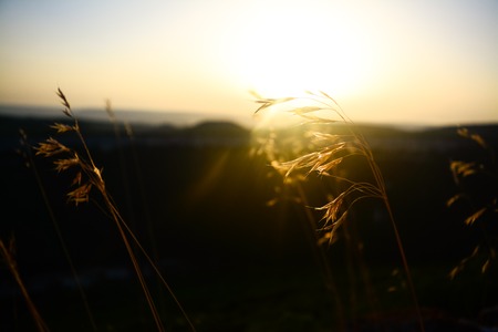 Spikelets on the backgroundの写真素材
