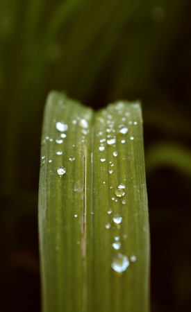 morning dew on a sheetの写真素材