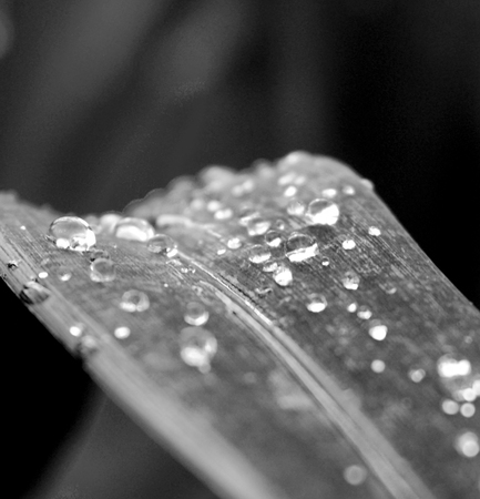 morning dew on a sheetの写真素材