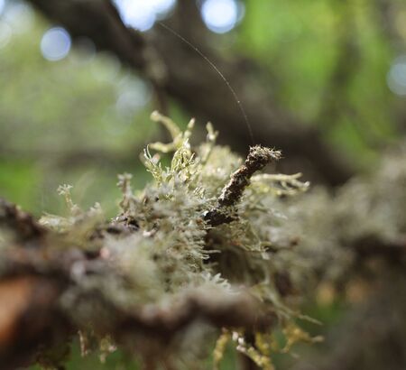 moss on the tree macro in the forestの写真素材