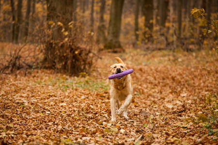 labrador running in autumn forest with yellow leavesの写真素材