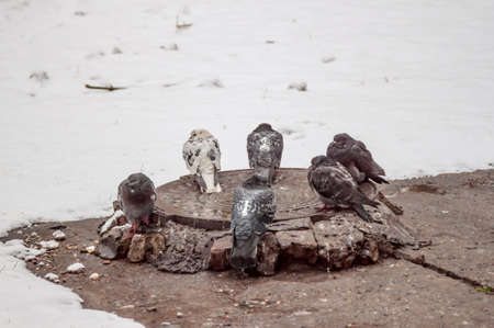 Pigeons bask in the sewer manhole in the Winterの写真素材