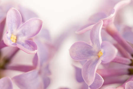 closeup of lilac flowers can be used as backgroundの写真素材