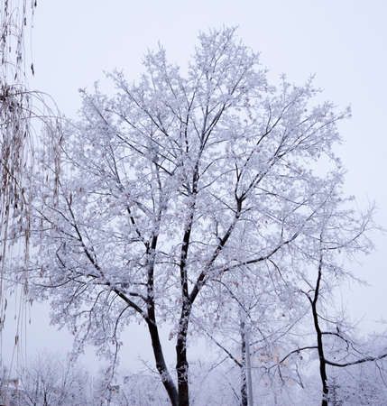 tree under snow, can be used as backgroundの写真素材