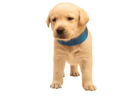 isolated yellow adorable labrador puppy on white backgroundの写真素材