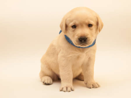isolated yellow adorable labrador puppy on white backgroundの写真素材