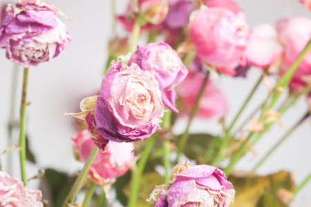 bouquet of pink wilted rose as backgroundの写真素材