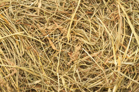 hay texture can be used as background