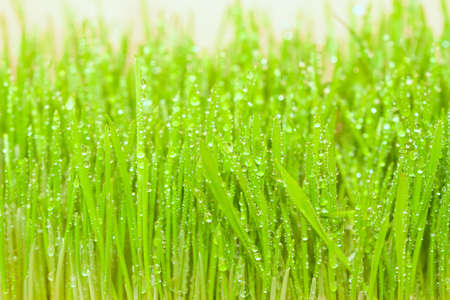 background of green spring grass with lots of dewの写真素材