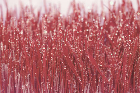 background of red grass with lots of dewの写真素材