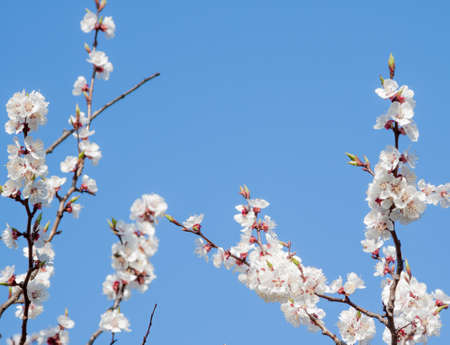 first spring apricot flowers
