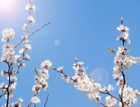 first spring apricot flowers with lens flare