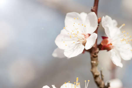 first spring apricot flowersの写真素材