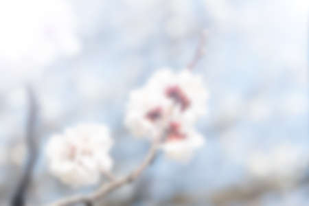 blurred spring apricot flowersの写真素材