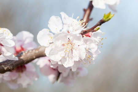 first spring apricot flowers can be used as backgroundの写真素材
