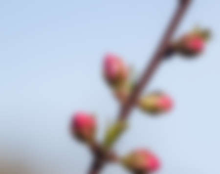 blurred first red apple buds on sky backgroundの写真素材