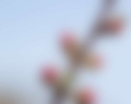 blurred first red apple buds on sky backgroundの写真素材