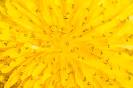 closeup yellow dandelion can be used as backgroundの写真素材