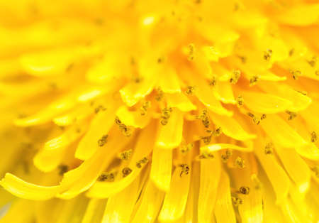 closeup yellow dandelion can be used as backgroundの写真素材