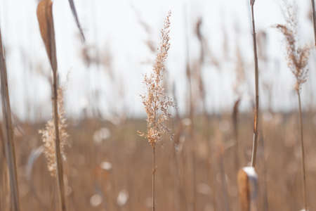 many blurred spikelets can be used as backgroundの写真素材