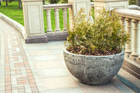 thuja in hemispherical concrete pot,summer garden decorationの写真素材