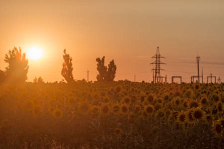 defocused beautiful yellow sunset over sunflower fieldの写真素材
