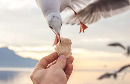A hand holding piece of food for the gullsの写真素材