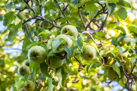 Pears on the Tree can be used as backgroundの写真素材