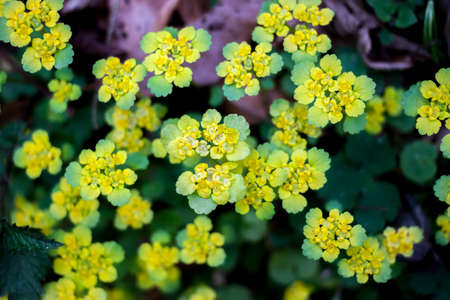 green spring forest plant view from top as background