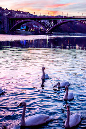 Sunset over the river with swans in Slovenian city Mariborの写真素材