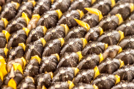 sunflower seeds in the flower can be used as backgroundの写真素材